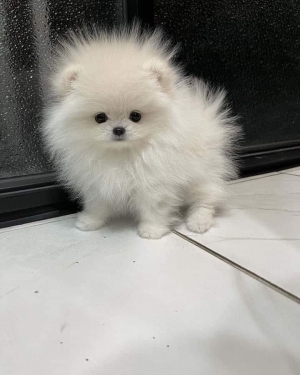 Magnifique portée de spitz