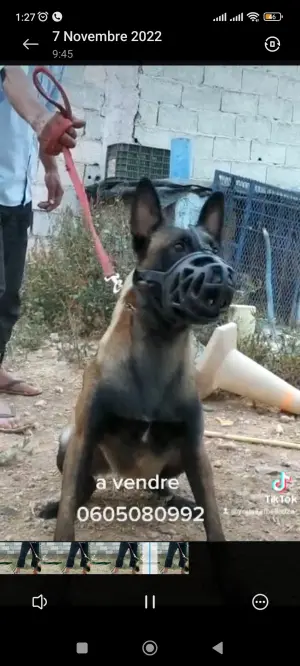 2 ntawi malinois