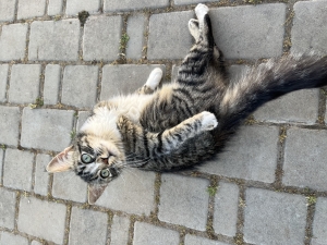 Adopter cette petite chat tres mignonne et tres belle