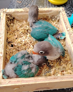 Petits inseparables