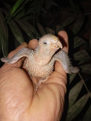 Conure molinea