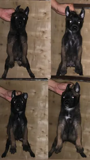 Des chiots berger belge malinois pure race