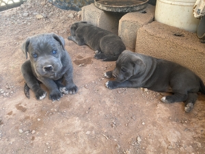 Chiots cane corso couleur gris-bleu et gris-bringé