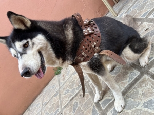 Husky siberienne femelle vaccinée - 11 mois