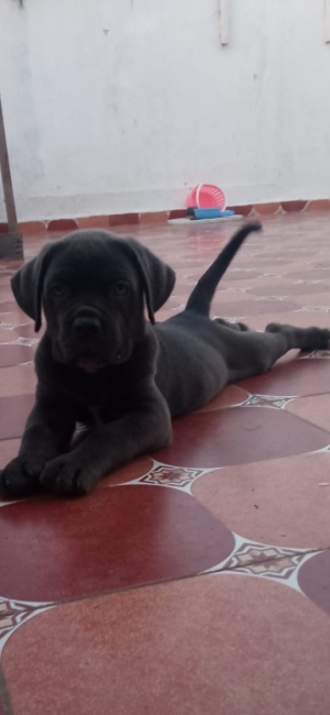 Cane corso 50 jour pedicri