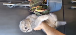 Scottish fold couleur rare