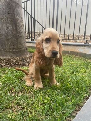 Cocker anglais 5 mois Golden