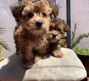 Bichon toy