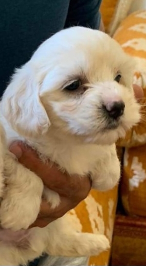 CHIOT BICHON MALTAIS