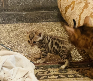 BENGAL
